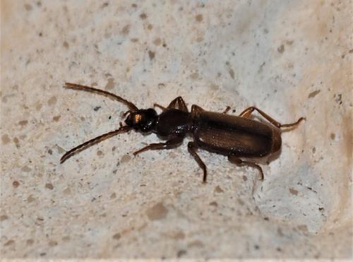 Réf. 316 864 : Polistichus connexus